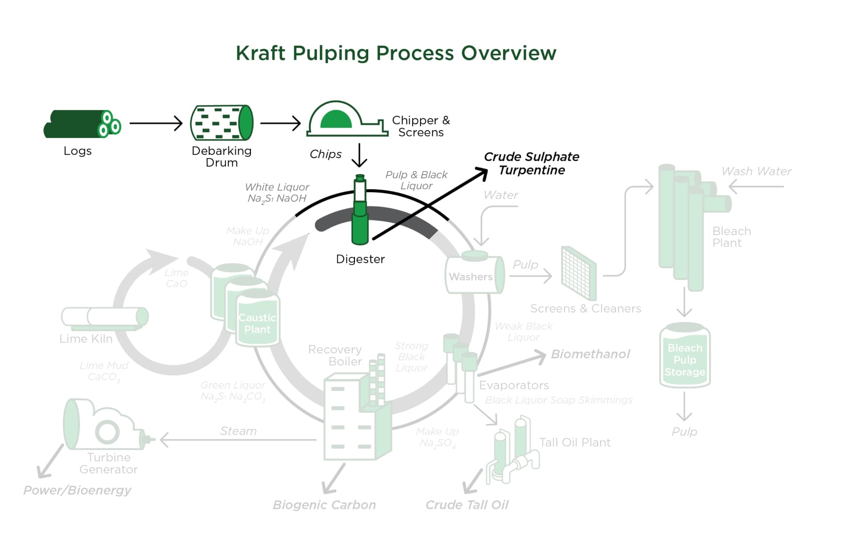 Overview of the Kraft Pulping Process, transforming pine wood chips into pulp, recovering value-added materials like CTO and CTS, and recycling cooking liquor in a sustainable closed-loop chemical process.