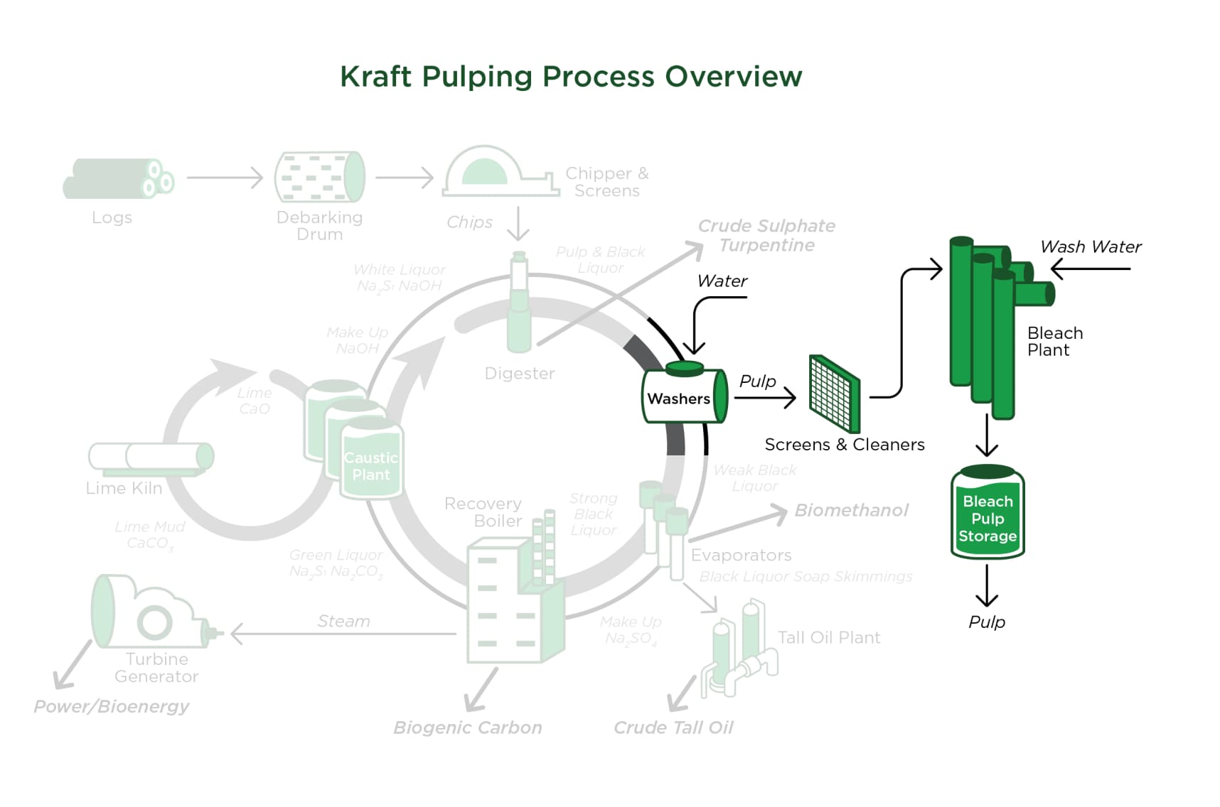 Overview of the Kraft Pulping Process, transforming pine wood chips into pulp, recovering value-added materials like CTO and CTS, and recycling cooking liquor in a sustainable closed-loop chemical process.